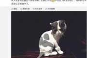 娱乐圈猫奴爆料,揭秘明星与爱宠的甜蜜日常