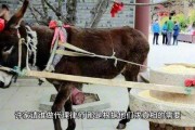 鸡驴爆料局全部视频,揭秘娱乐圈幕后真相，笑料百出