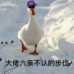 娱乐吃瓜酱鸭鸭视频下载